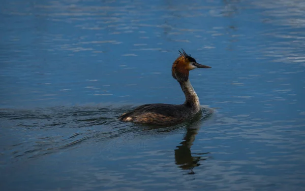 Μεγάλη λοφιοφόρη Grebe στη λίμνη Πρεσπών, Ελλάδα — Φωτογραφία Αρχείου