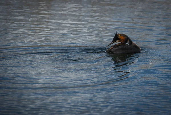 Gran cresta Grebe en el lago Prespa, Grecia —  Fotos de Stock