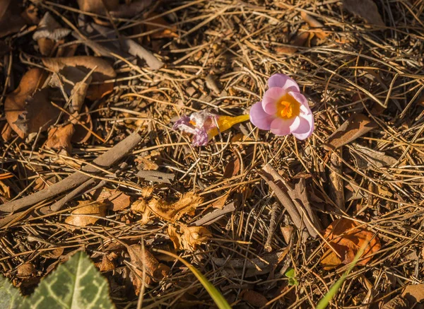 Fresh violet crocus in early spring, Greece — Stock Photo, Image