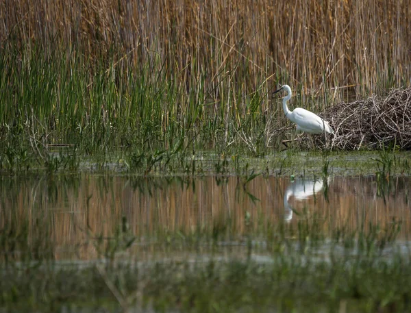 Great White Egret at Lake Prespa, Greece — Stock Photo, Image