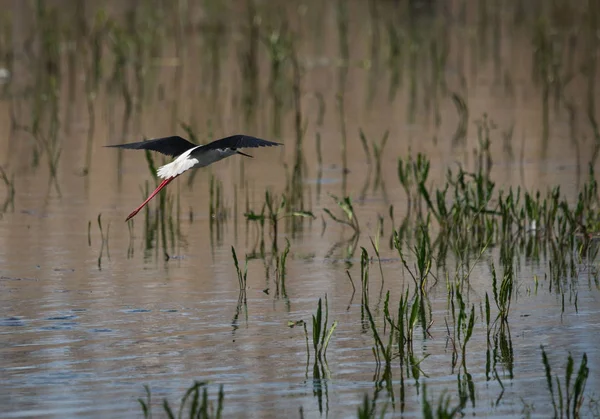 Pålar på sjön Prespa i Nortern Grekland — Stockfoto