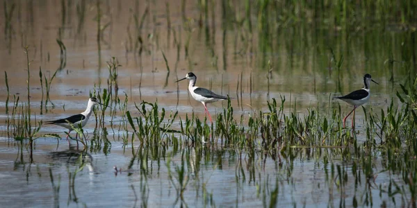 Pålar på sjön Prespa i Nortern Grekland — Stockfoto