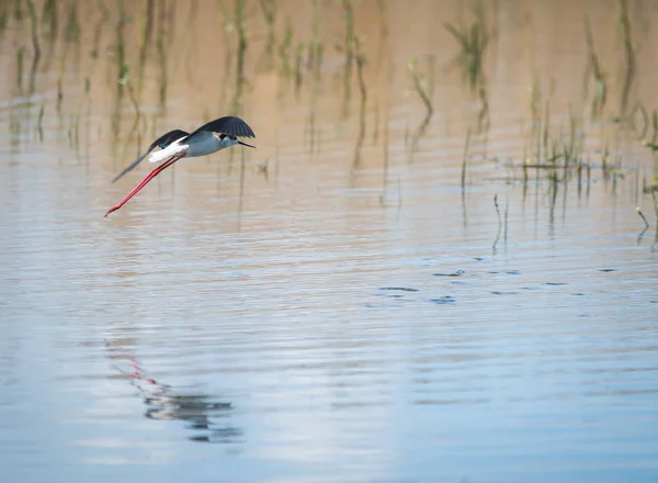 Pålar på sjön Prespa i Nortern Grekland — Stockfoto