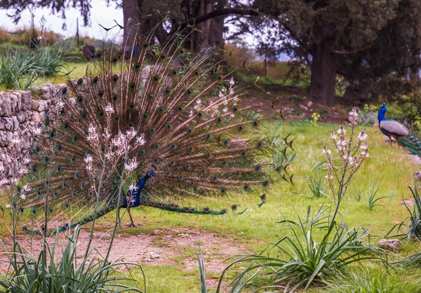 Mount Filerimos, Rodos, Yunanistan, bahçede yürüyüş tavus kuşu — Stok fotoğraf