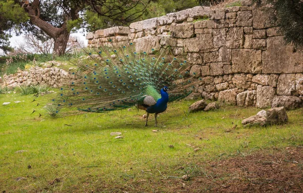 Mount Filerimos, Rodos, Yunanistan, bahçede yürüyüş tavus kuşu — Stok fotoğraf