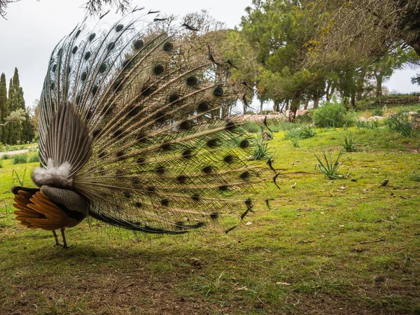 Peacocks walking in the garden at Mount Filerimos, Rhodes, Greece — Stock Photo, Image