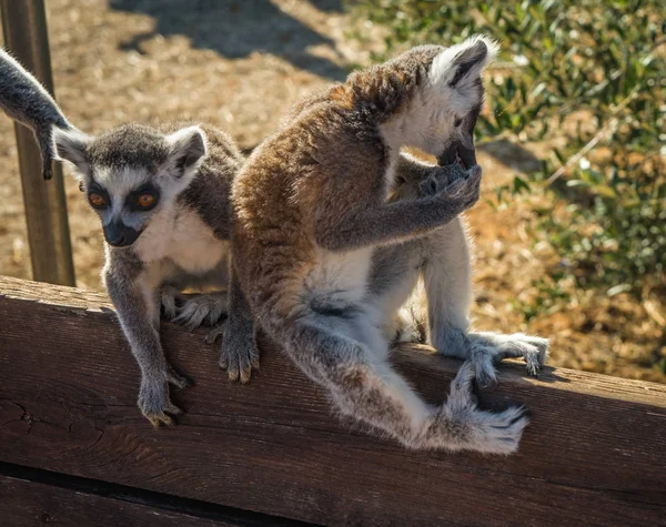 Lemurs with striped tails sitting on the  fence — Stock Photo, Image