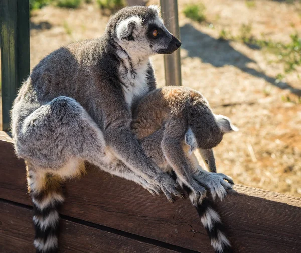 Lemurs com caudas listradas sentadas na cerca — Fotografia de Stock