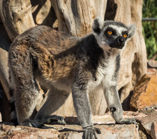 Lemurs with striped tails sitting on the stone fence — Stock Photo, Image