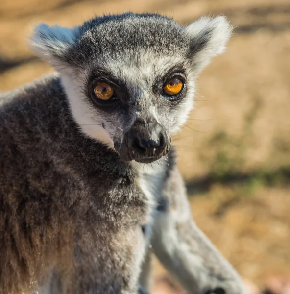 Turuncu gözlü çizgili kuyruk lemur closeup portresi — Stok fotoğraf