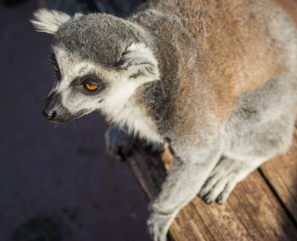 Turuncu gözlü çizgili kuyruk lemur closeup portresi — Stok fotoğraf