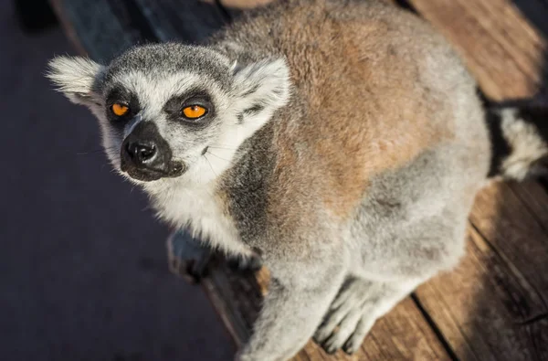 Retrato de cerca de lémur de cola rayada con ojos anaranjados — Foto de Stock