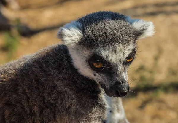 Portret zbliżenie lemur ogon pasiasty pomarańczowy oczy — Zdjęcie stockowe