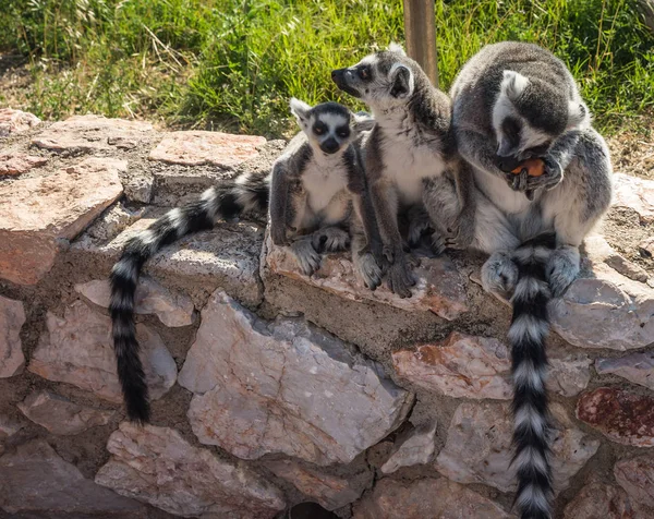 Lemurs com caudas listradas sentadas na cerca de pedra — Fotografia de Stock