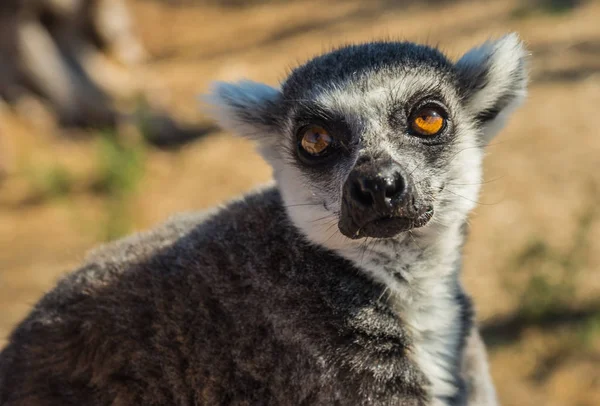 Närbild porträtt av randig svans lemur med orange ögon — Stockfoto