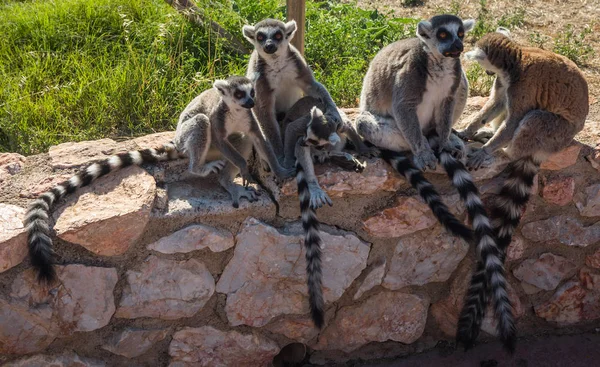 Lémures con colas rayadas sentados en la valla de piedra — Foto de Stock