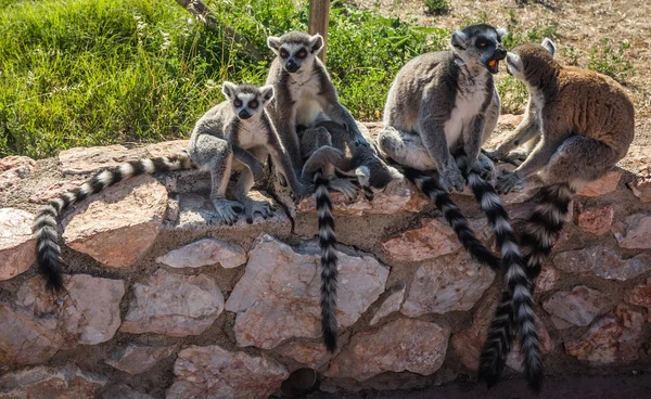 Lemurs com caudas listradas sentadas na cerca de pedra — Fotografia de Stock