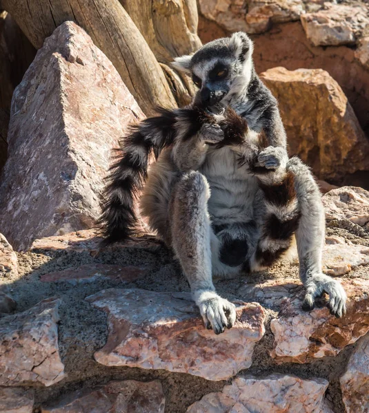 Lemury z paski ogony siedzi na ogrodzenie z kamienia — Zdjęcie stockowe