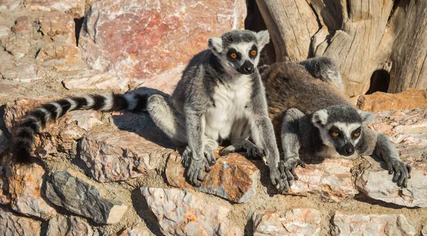 Lémures con colas rayadas sentados en la valla de piedra — Foto de Stock