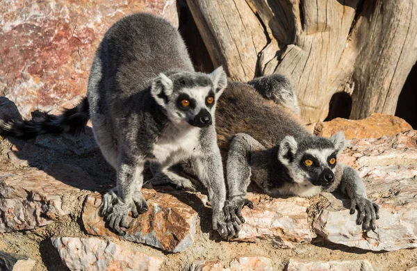 Lémures con colas rayadas sentados en la valla de piedra — Foto de Stock