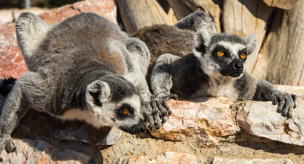 Lemurs com caudas listradas sentadas na cerca de pedra — Fotografia de Stock
