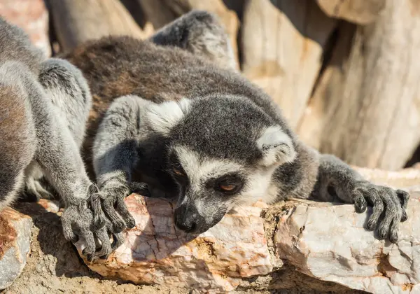 Lémures con colas rayadas sentados en la valla de piedra — Foto de Stock