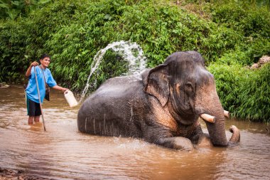 Banyo elefant fil, Khao Sok Tapınak, Tayland