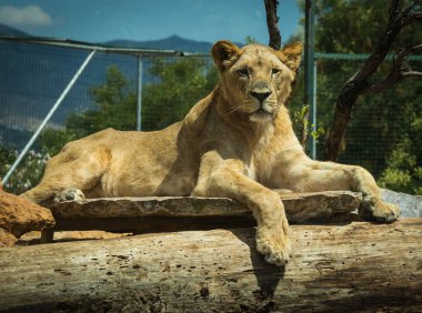 Yakın çekim portre bir oturum dinlenme bir dişi aslan