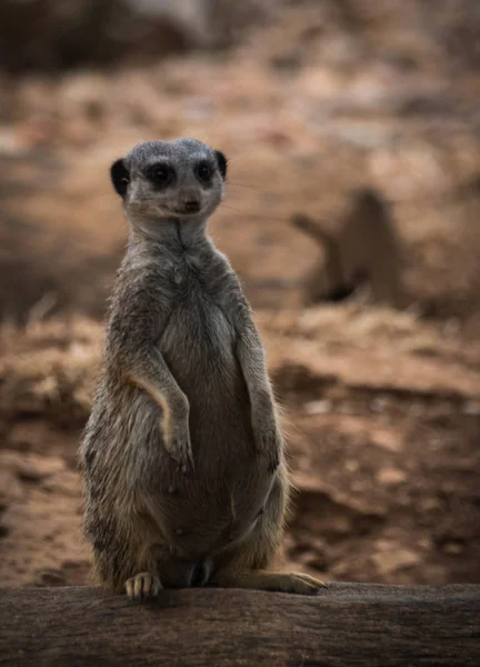 Porträt eines jungen schwangeren Erdmännchens, das auf einem Baumstamm sitzt — Stockfoto