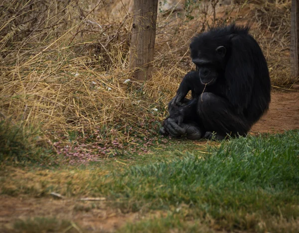 Grote zwarte chimpansee zit op een weide — Stockfoto