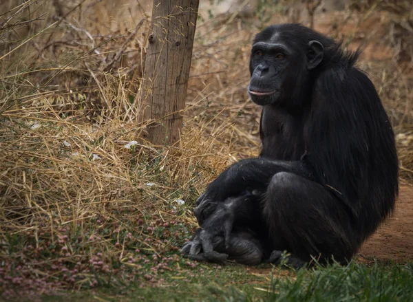 Grote zwarte chimpansee zit op een weide — Stockfoto