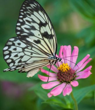 Bir çiçek Tayland oturan kelebek