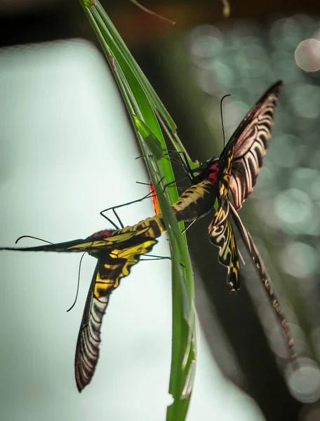 Zwei schöne tropische Schmetterlinge auf grünem Hintergrund — Stockfoto