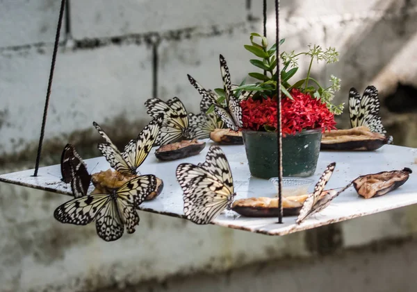 Företaget av vita och svarta fjärilar äter sockersirap på den — Stockfoto
