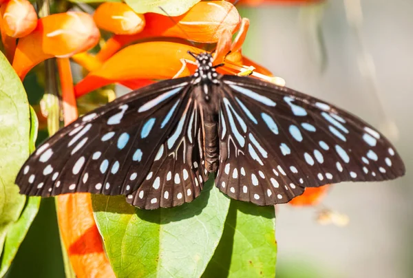 Mariposa sentada sobre una flor en Tailandia —  Fotos de Stock