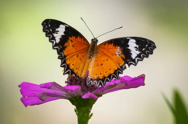 Бабочка сидит на цветке в Таиланде — стоковое фото