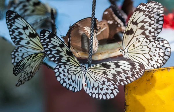 Compañía de mariposas blancas y negras comiendo jarabe de azúcar en el —  Fotos de Stock