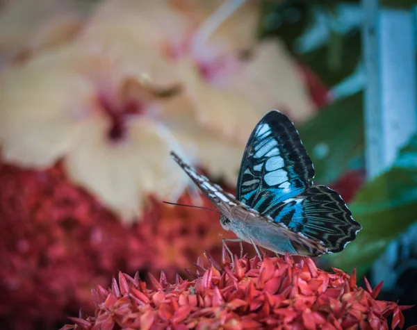 Mariposa sentada sobre una flor en Tailandia —  Fotos de Stock