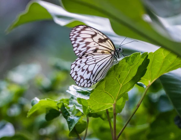 Bela baterfly tropical em fundo azul, Tailândia — Fotografia de Stock