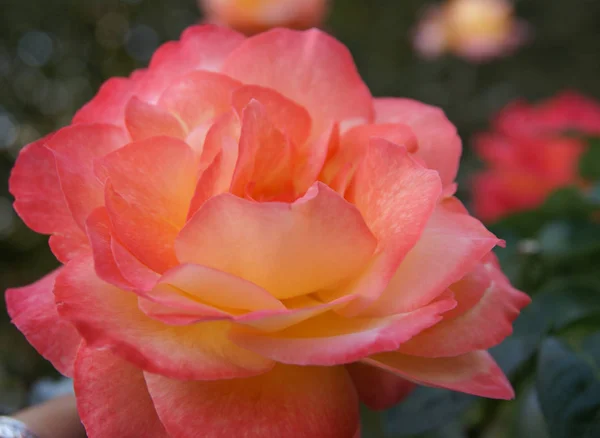 Piękna róża świeże, Andaluzja, Południowa Hiszpania — Zdjęcie stockowe