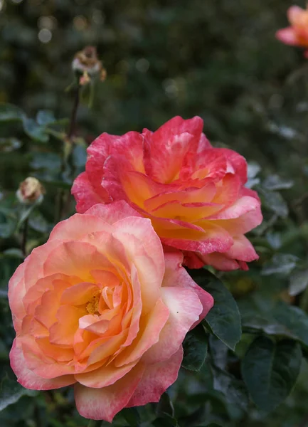 Schöne frische Rose, Andalusien, Spanien — Stockfoto