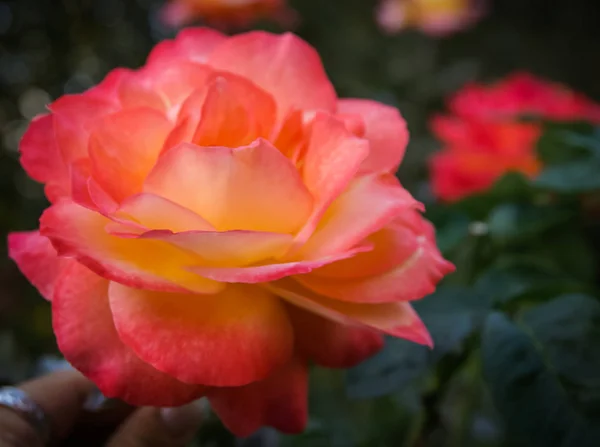 Belle rose fraîche, Andalousie, Espagne — Photo