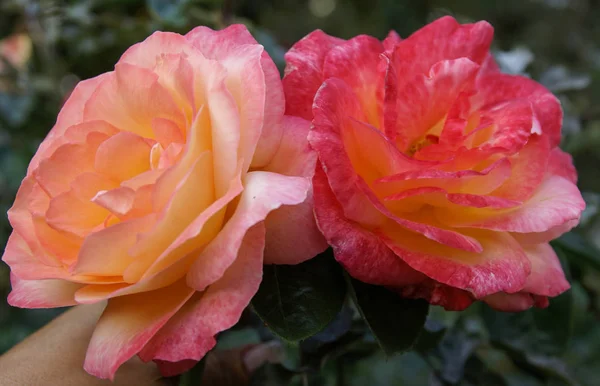 Schöne frische Rose, Andalusien, Spanien — Stockfoto