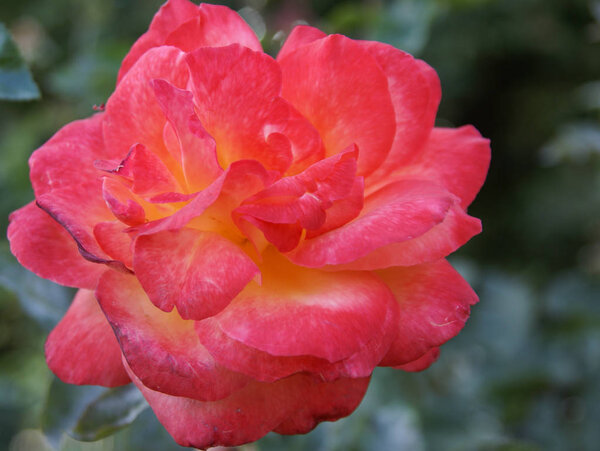 Beautiful fresh rose, Andalusia, Spain