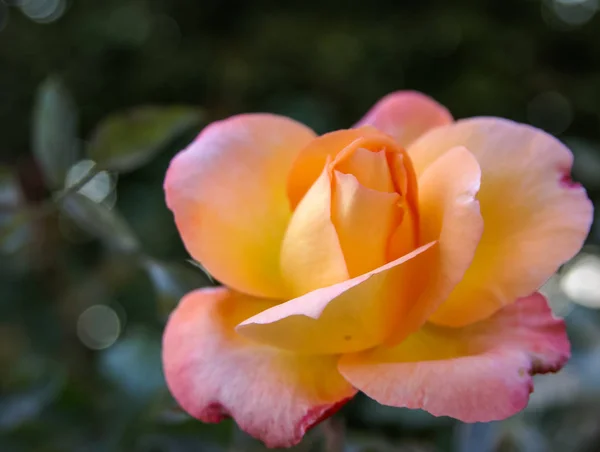 Hermosa rosa fresca, Andalucía, España — Foto de Stock