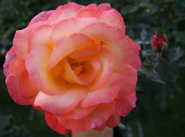 Schöne frische Rose, Andalusien, Spanien — Stockfoto