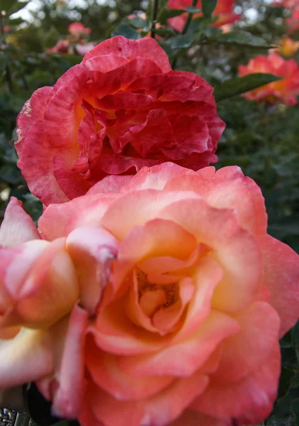 Schöne frische Rose, Andalusien, Spanien — Stockfoto