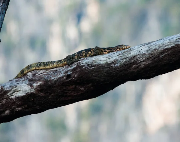 Blue-spotted tree monitor (Varanus macraei) on branch, Thailand — Stock Photo, Image