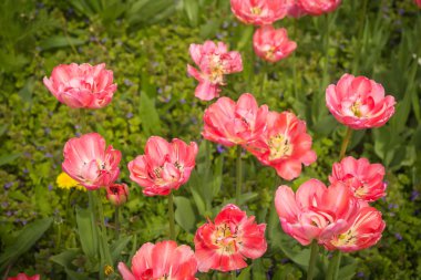 Taze bahar Lale Moskova çimenler üzerinde