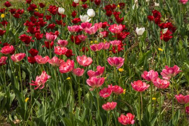 Taze bahar Lale dandelions, Moskova ile yeşil çim üzerinde